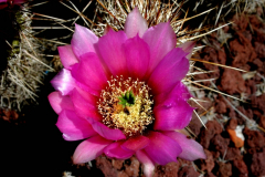 cactus-flower-3
