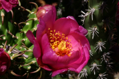 pink_prickly_pear_cactus_2_sedona_az